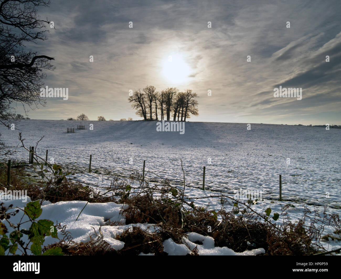Basso sole invernale e drammatico cielo dietro il ceduo di alberi in coperta di neve campo, Derbyshire, England, Regno Unito Foto Stock