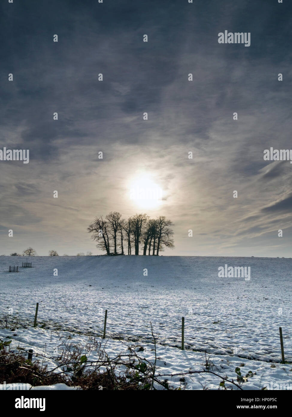Basso sole invernale e drammatico cielo dietro il ceduo di alberi in coperta di neve campo, Derbyshire, Inghilterra, Regno Unito. Foto Stock