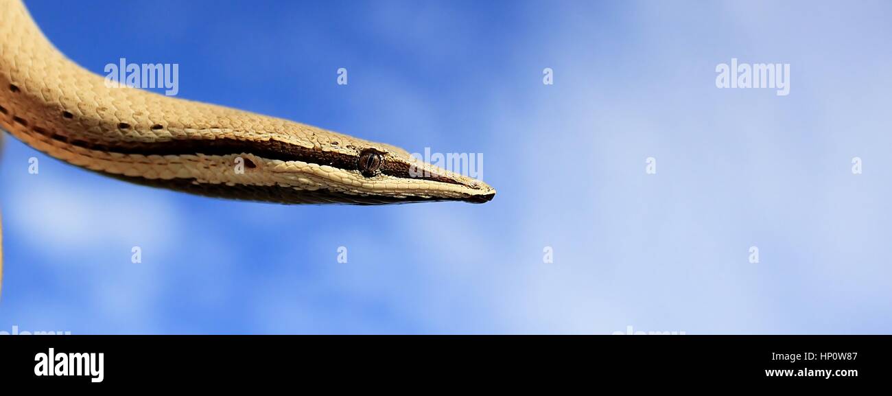 Burton legless lizard Lialis burtonis fotografato vicino a Charters Towers, North Queensland, Australia Foto Stock