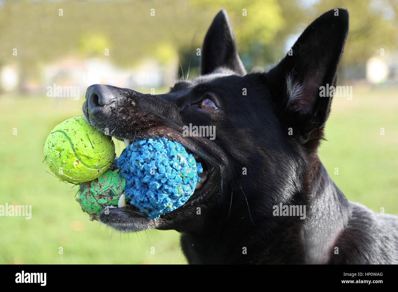 Cane giocare a palla, divertente cane foto cane con 3 palle in bocca, Foto Stock