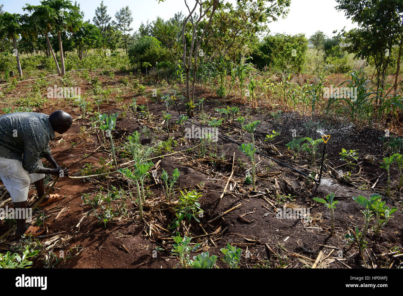 Il Kenya, il Monte Kenia orientale, regione sud Ngariama , agricoltore irriga nuovo piantato piante vegetali con impianto sprinkler, agricoltura mista, intercropping Foto Stock