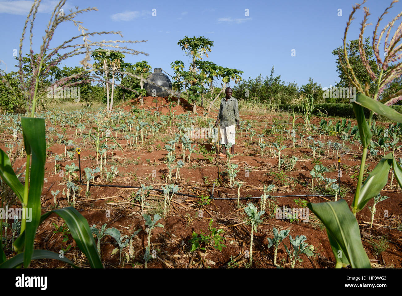 Il Kenya, il Monte Kenia orientale, regione sud Ngariama , agricoltore irriga nuovo piantato piante vegetali con impianto sprinkler, agricoltura mista, intercropping Foto Stock