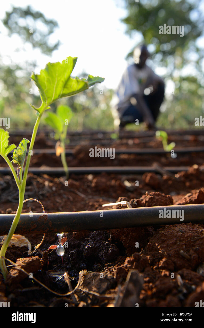 Il Kenya, il Monte Kenia orientale, regione sud Ngariama , progetto stagni di acqua e di irrigazione a goccia durante periodi di siccità Foto Stock