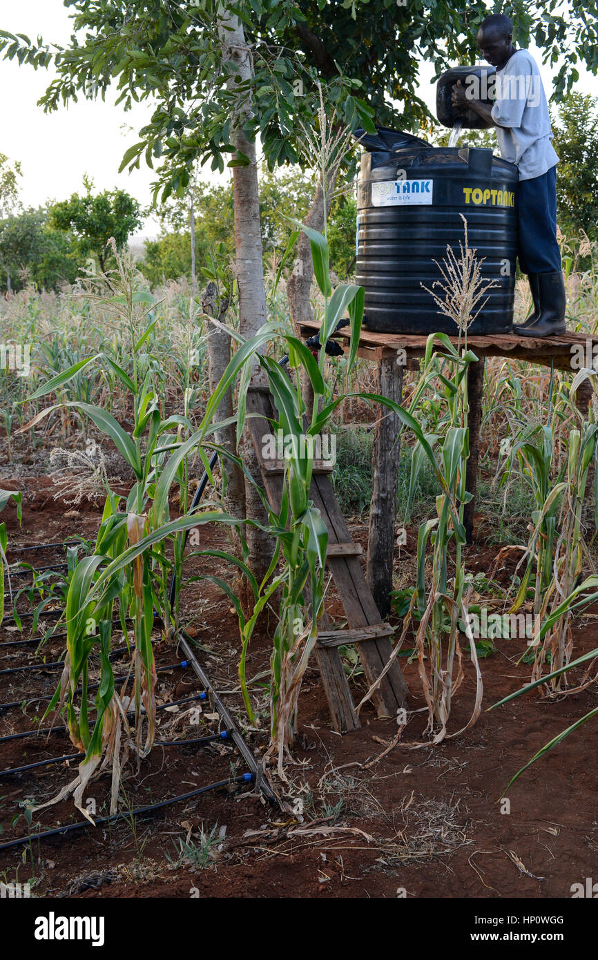 Il Kenya, il Monte Kenia orientale, regione sud Ngariama , progetto stagni di acqua e di irrigazione a goccia durante periodi di siccità Foto Stock