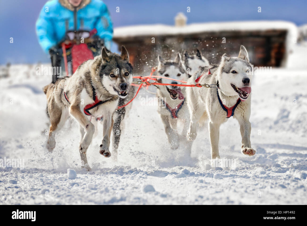 Foto atmosferica della bella slitte trainate da cani tirando il loro musher. Lo sfondo mostra un blocco casa in un paesaggio ricoperto di neve. Foto Stock