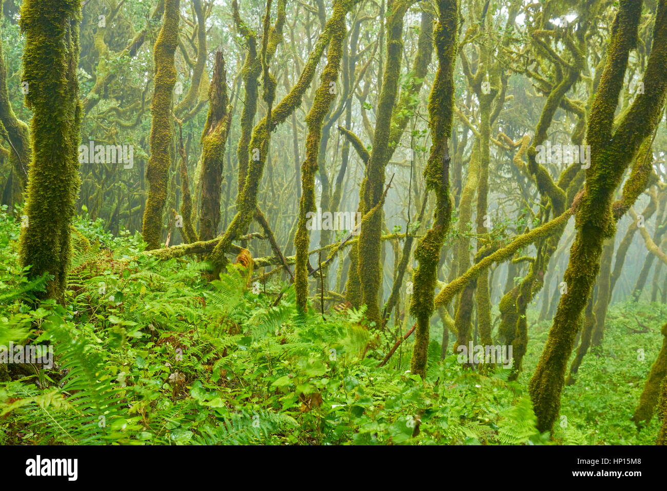 Foresta Laurel, Parco Nazionale di Garajonay, La Gomera, isole Canarie Foto Stock