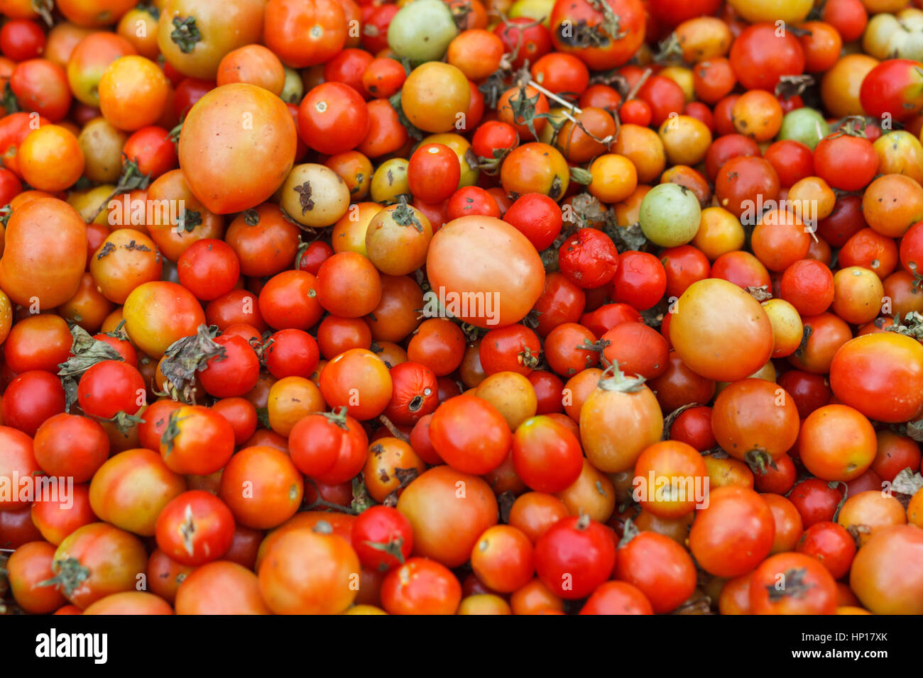 Piccoli pomodori ciliegia a un mercato in Nepal Foto Stock