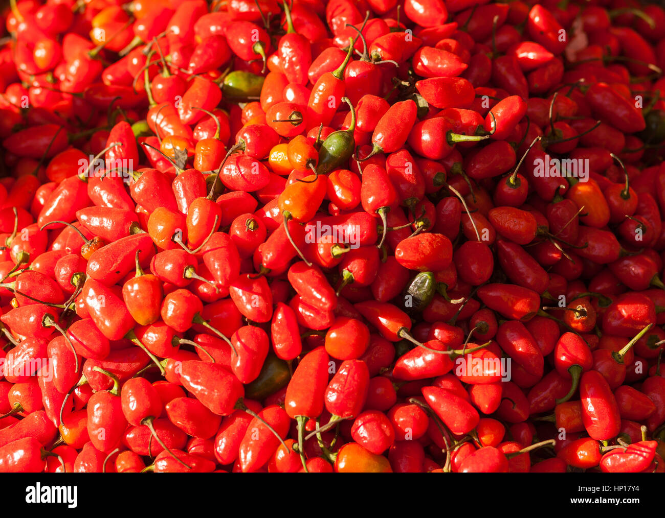 Peperoncino rosso in Nepal Foto Stock