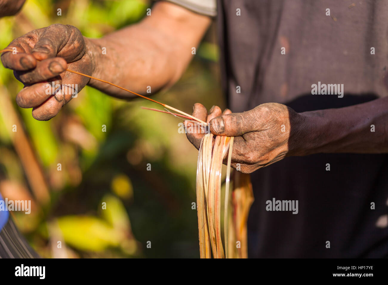 Il nepalese agricoltore esaminato un nero cardamomo (Amomum subulatum) impianto Foto Stock