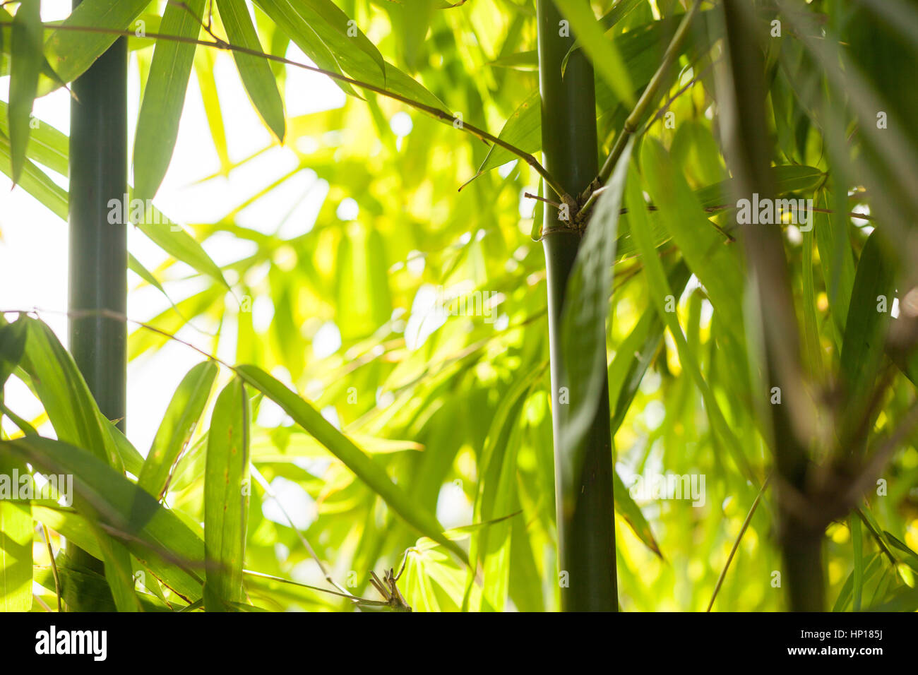 Scatti di bambù in Himalaya Foto Stock