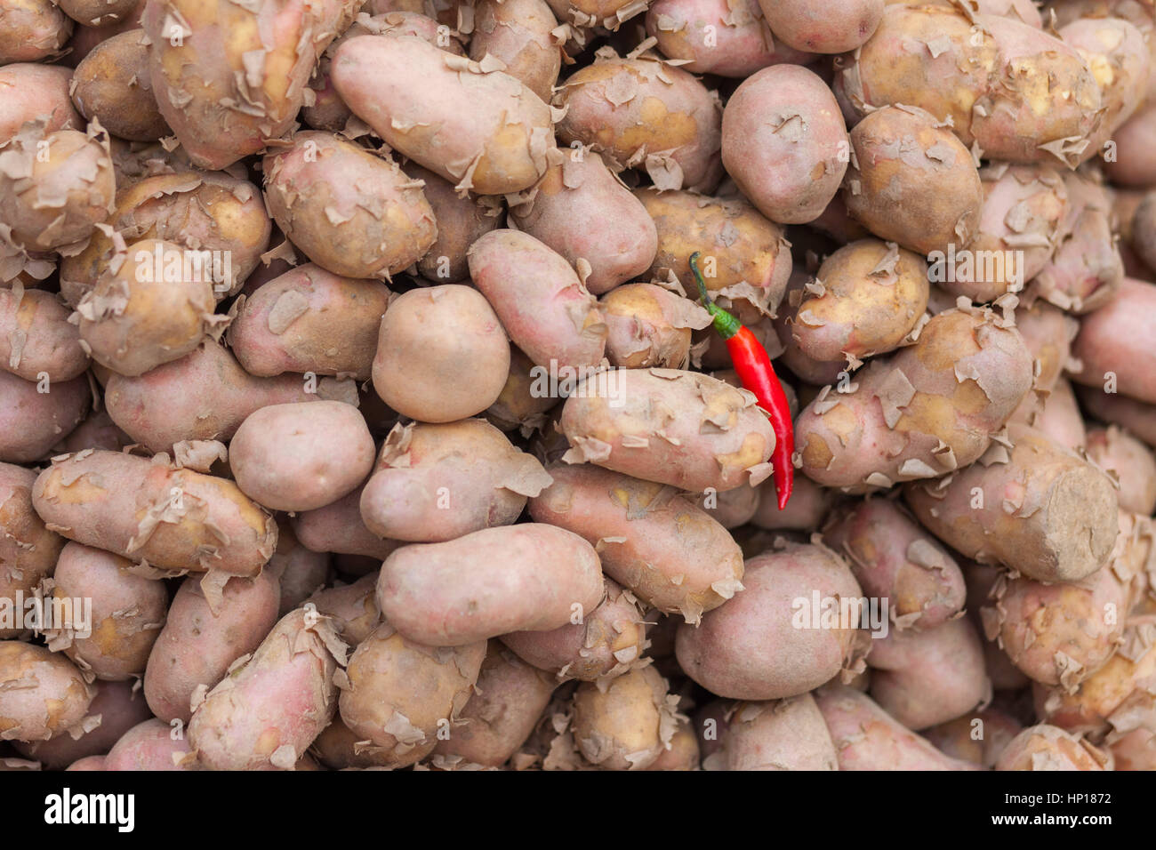 Un peperoncino in tra le patate in un mercato in Nepal Foto Stock