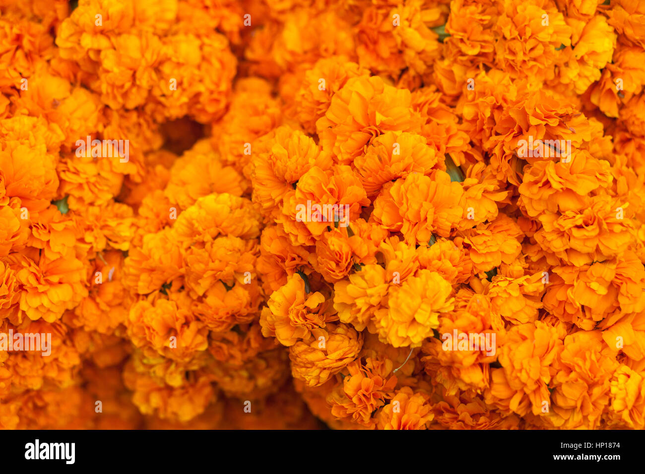 Arancio brillante-fiori gialli close up Foto Stock