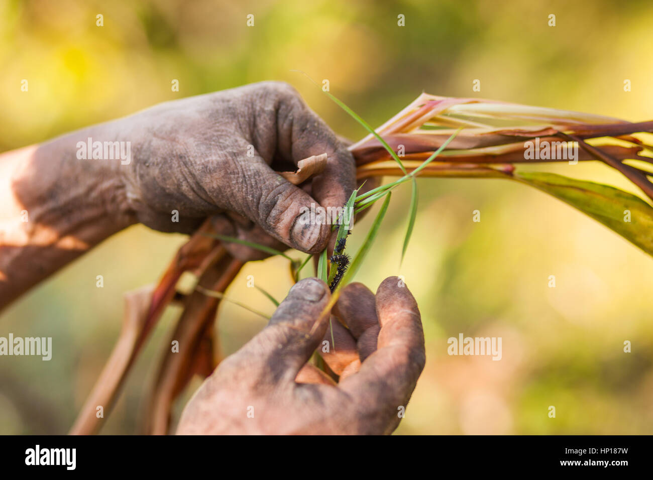 Il nepalese agricoltore esaminato un nero cardamomo (Amomum subulatum) impianto Foto Stock