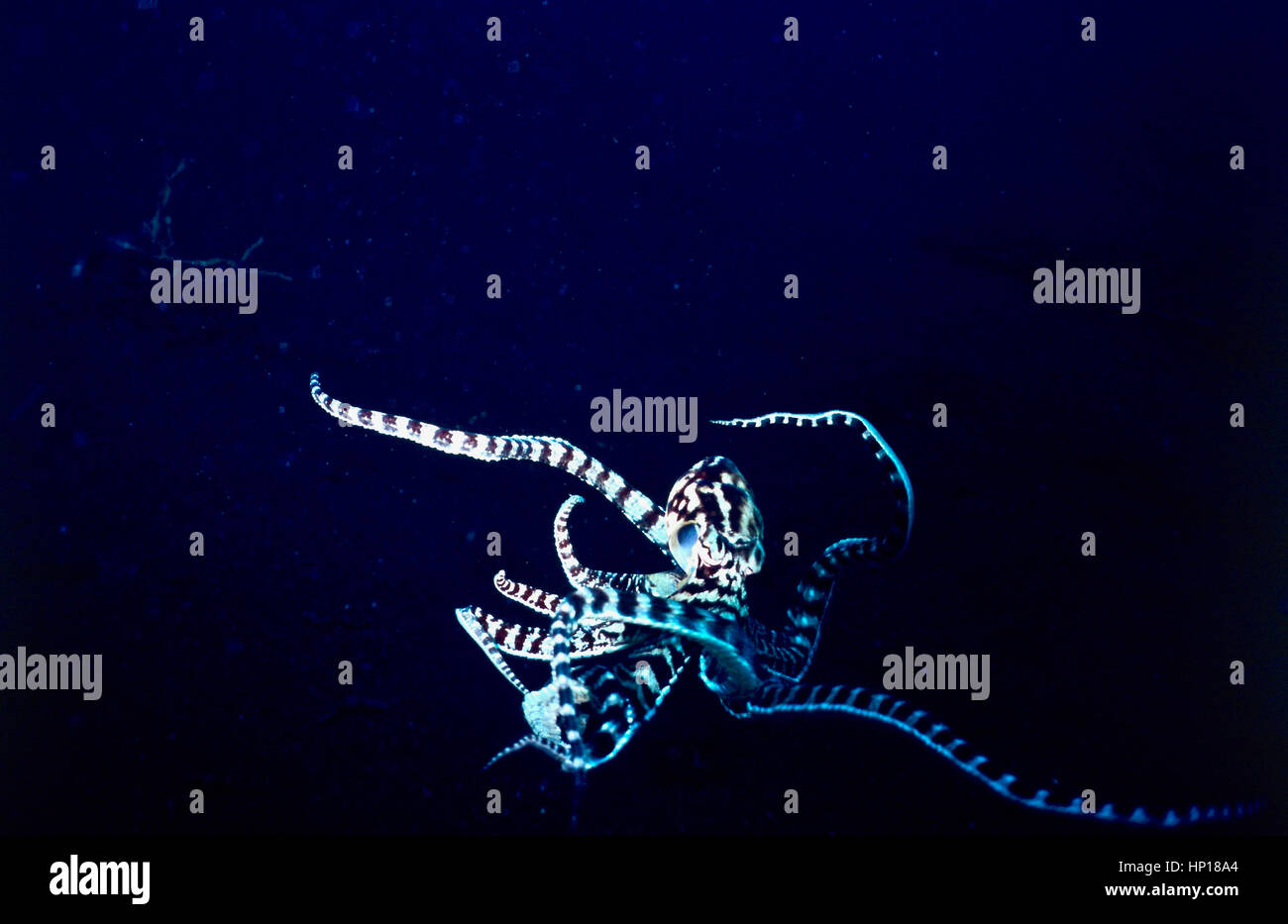 A imitare il polpo (Thaumoctopus mimicus): insolitamente nuoto, come normalmente essi strisciano sul fondo sabbioso dove essi vivono generalmente. Sulawesi, Indonesia. Foto Stock