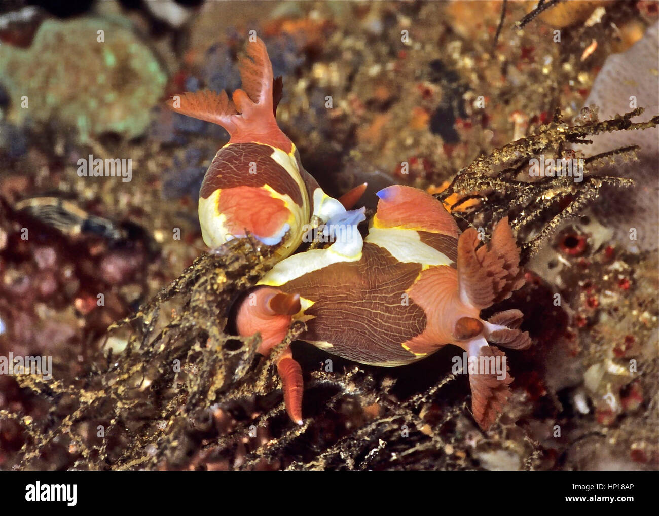 L'accoppiamento nudibranchi (Nembrotha purpureolineata). Nudibranchi sono molto bella: i gioielli dei mari e degli oceani. Anche ermafrodita. Bali, Indonesia. Foto Stock