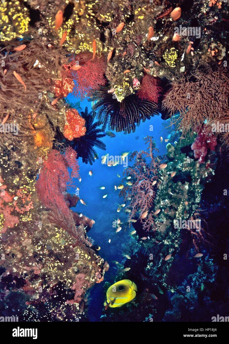 Finestra di corallo dall'interno di un naufragio, con jewel fairy basslet (Pseudoanthias squamipinnis) e, di seguito, un butterflyfish (Chaetodon bennetti). Bali. Foto Stock
