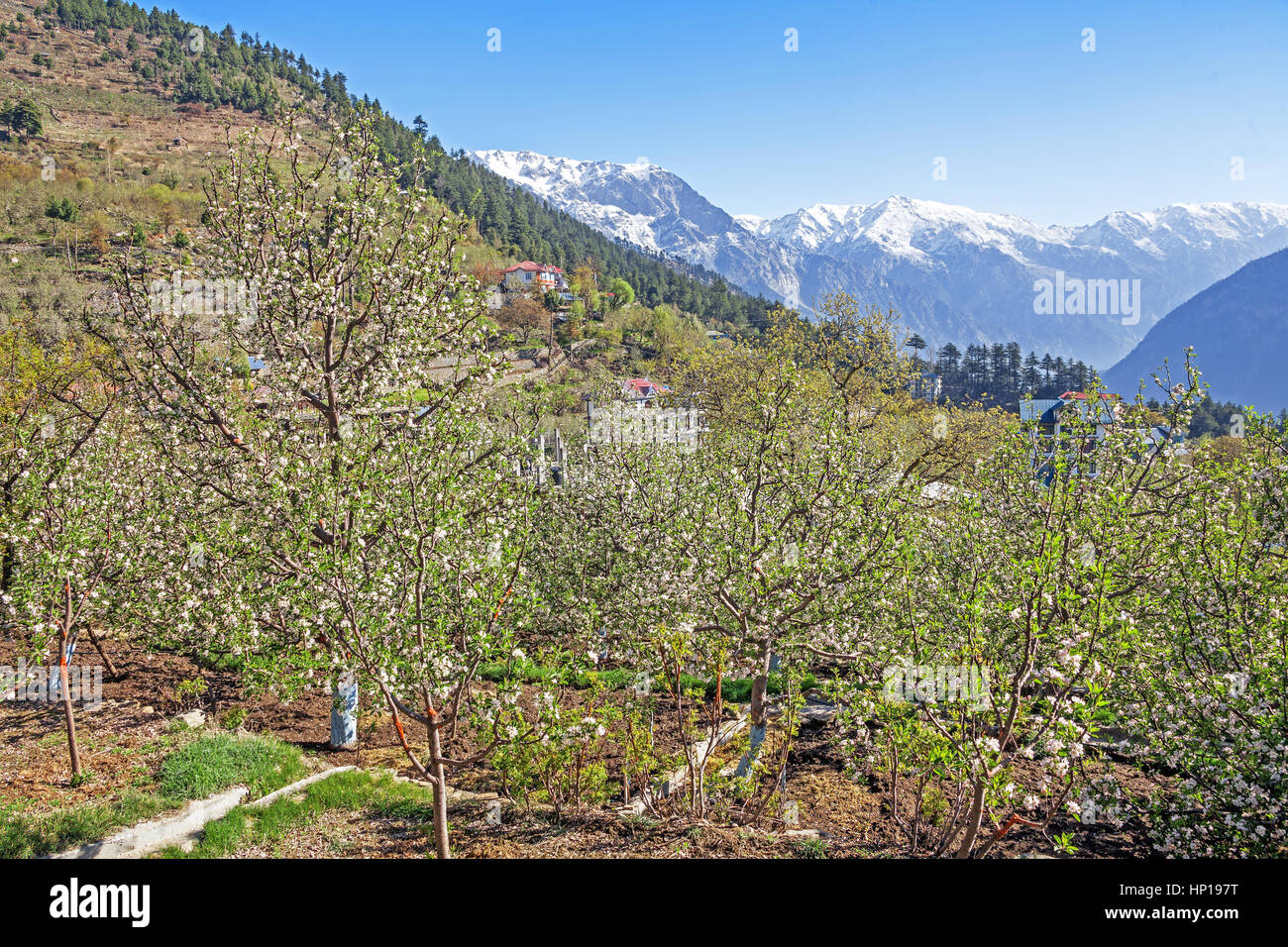 Molla di fioritura e meleto sullo sfondo di montagne innevate. Spiti valley, Himachal Pradesh, India. Foto Stock