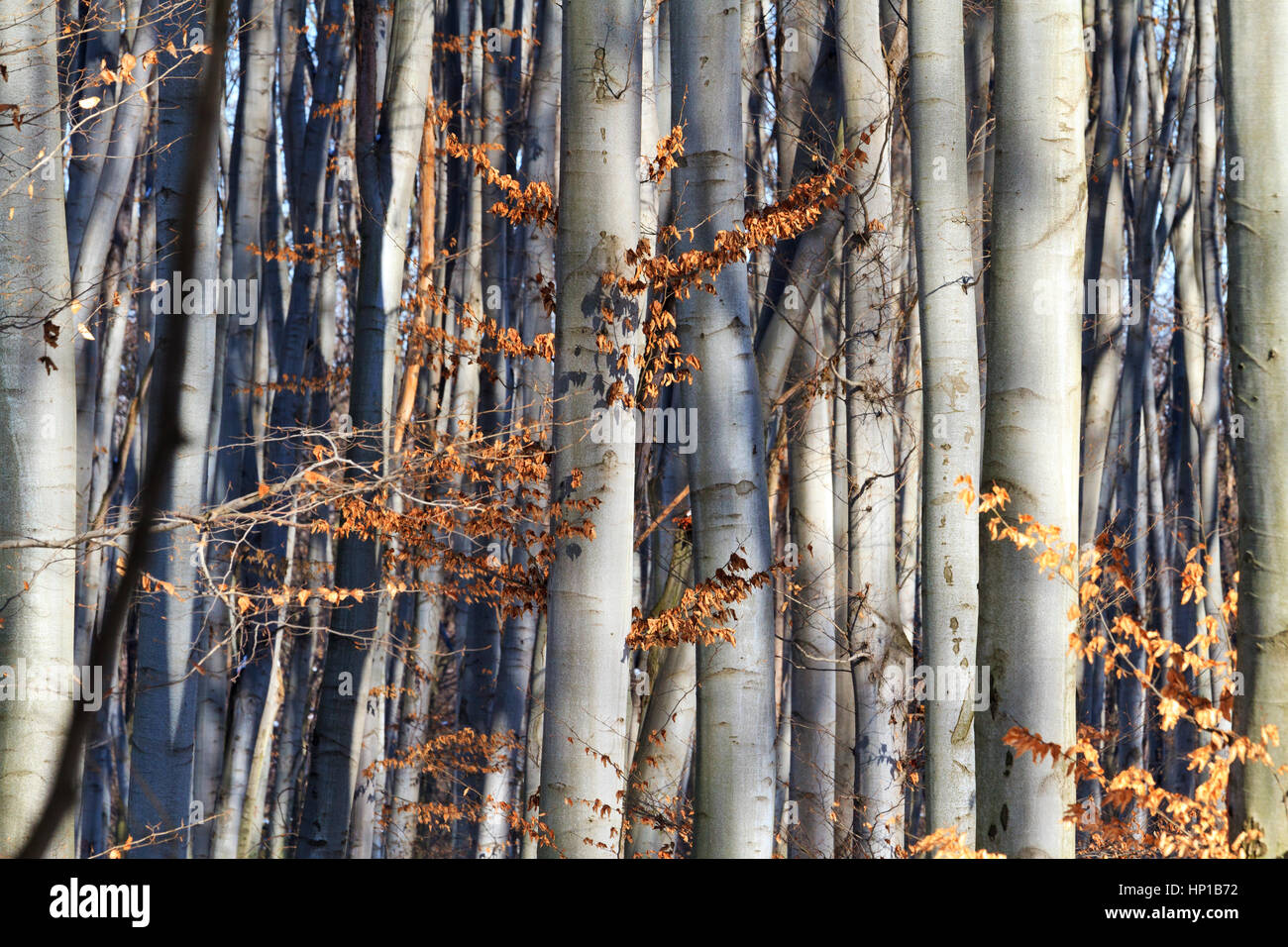 Fitte foreste vergini,i bambini della foresta, popoli primitivi, mondo primitivo, canneti, paura Foto Stock