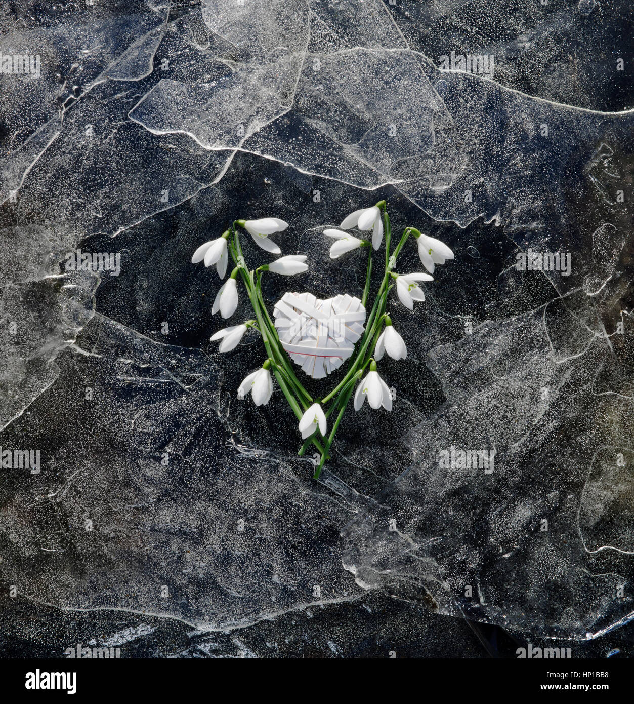 Snopdrop fiori e cuore di carta piegato su fogli sottili di ghiaccio frantumato Foto Stock