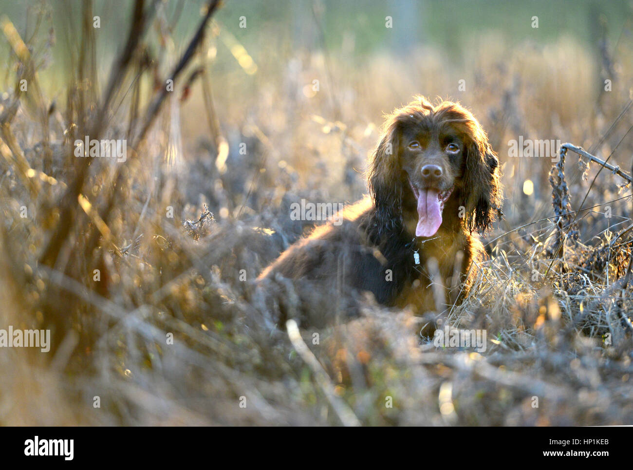 Mature, East Sussex, Regno Unito. 17 febbraio 2017. Regno Unito Meteo. Un cocker spaniel gode di caldo sole di sera dopo una bella giornata in East Sussex, Regno Unito. Credito: Peter Cripps/Alamy Live News Foto Stock