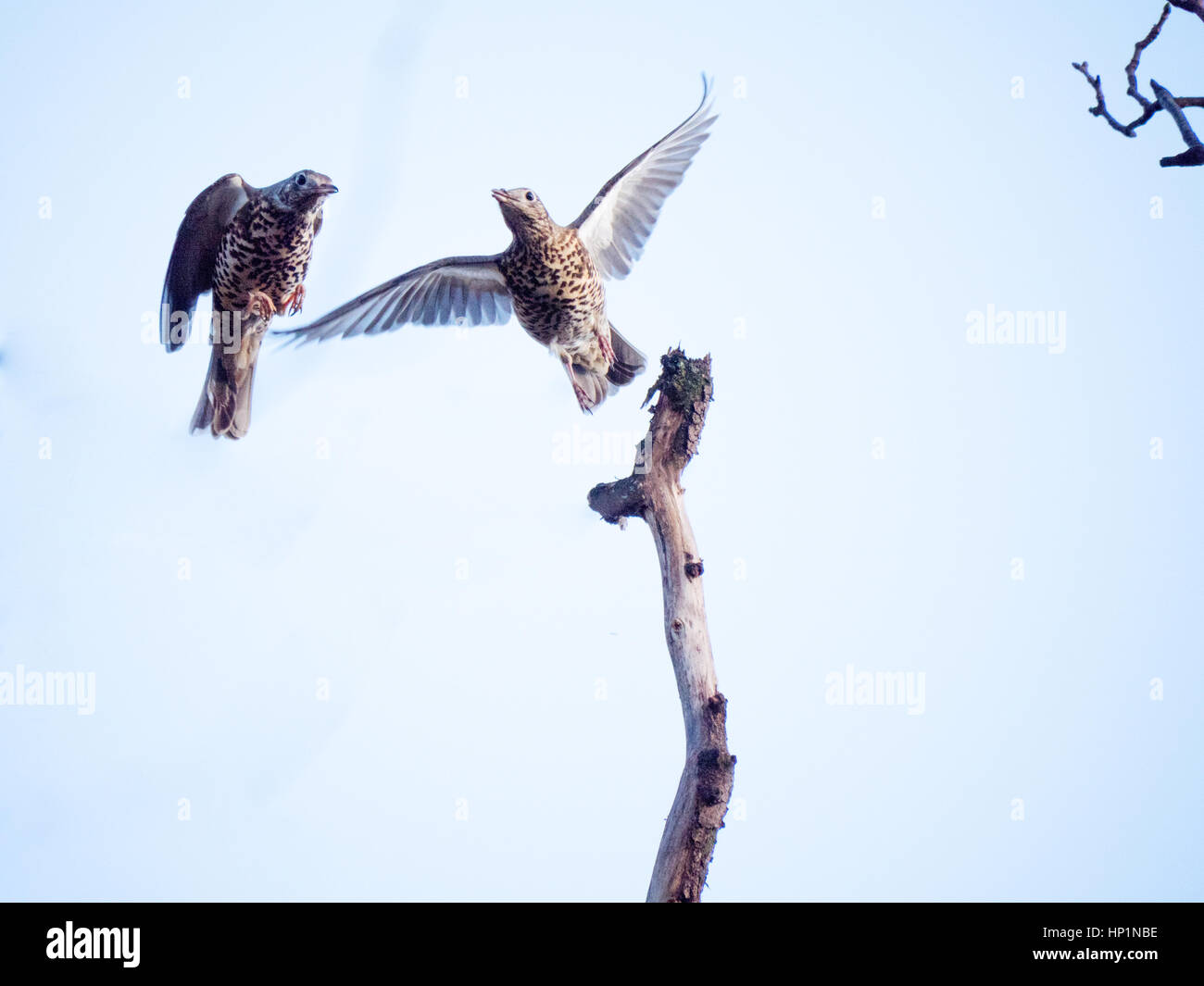 Manchester, Regno Unito. Xvi Feb, 2017. Due canzone tordi catturati in volo come uno atterra su un ramo di un albero e poi si toglie nuovamente, in un parco a Manchester Credito: Chris Rogers/Alamy Live News Foto Stock