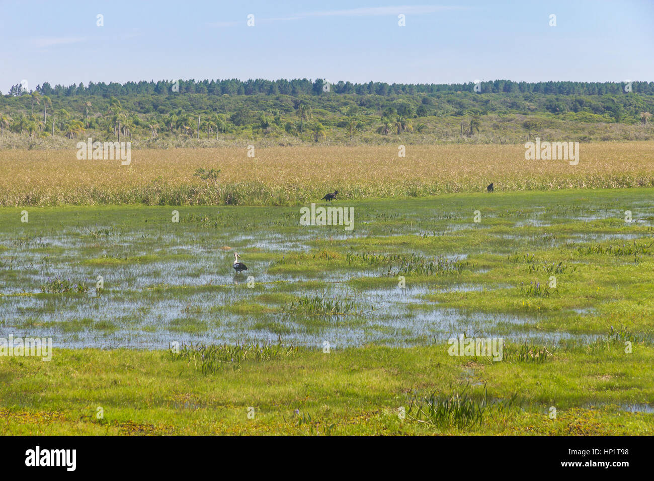 Cani, Maguari Stork bird e vegetazione a palude a Lagoa do Peixe lago, Mostardas città, Rio Grande do Sul, Brasile. Foto Stock