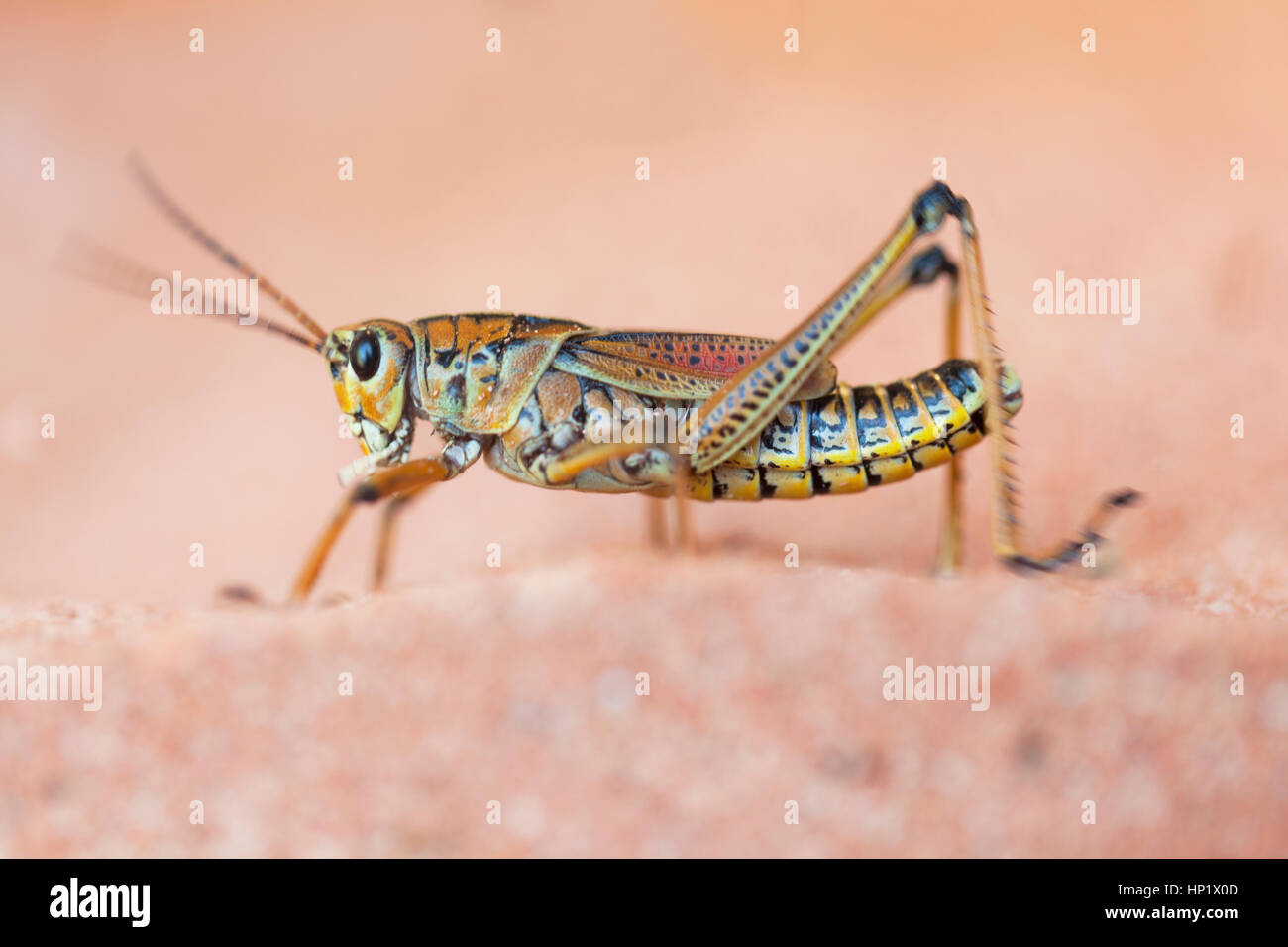 Fauna selvatica: Desert locust (Schistocerca gregaria). Lo Zoo di Londra. Foto Stock