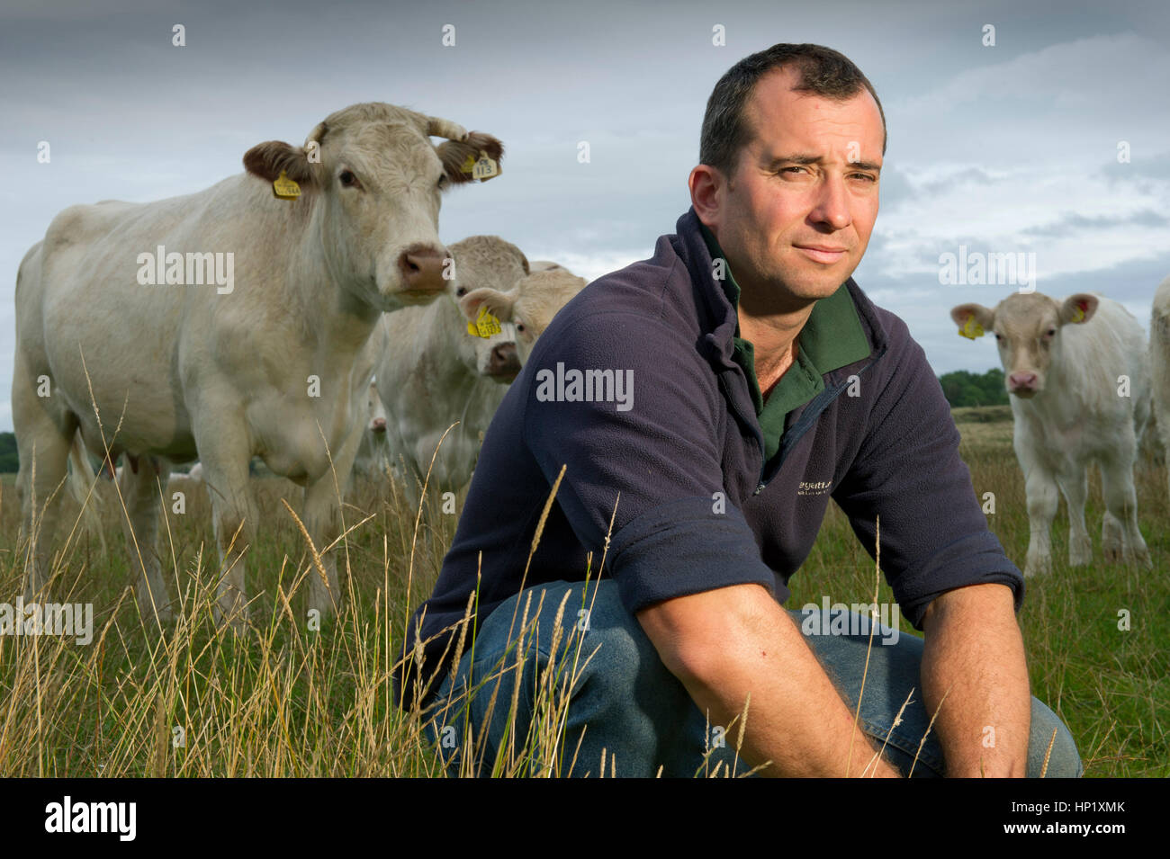 Carni bovine agricoltore james piccola con la sua mandria di bianco carni bovine di razza shorthorn bovini nella sua azienda in Mendip Hills, somerset, Regno Unito Foto Stock