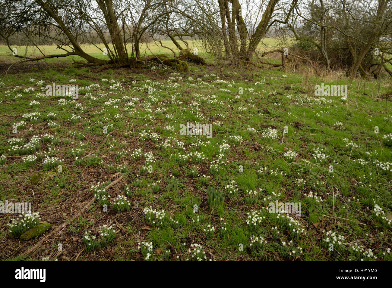 Snowdrop, Galanthus nivalis in una radura vicino lago Llangorse Foto Stock