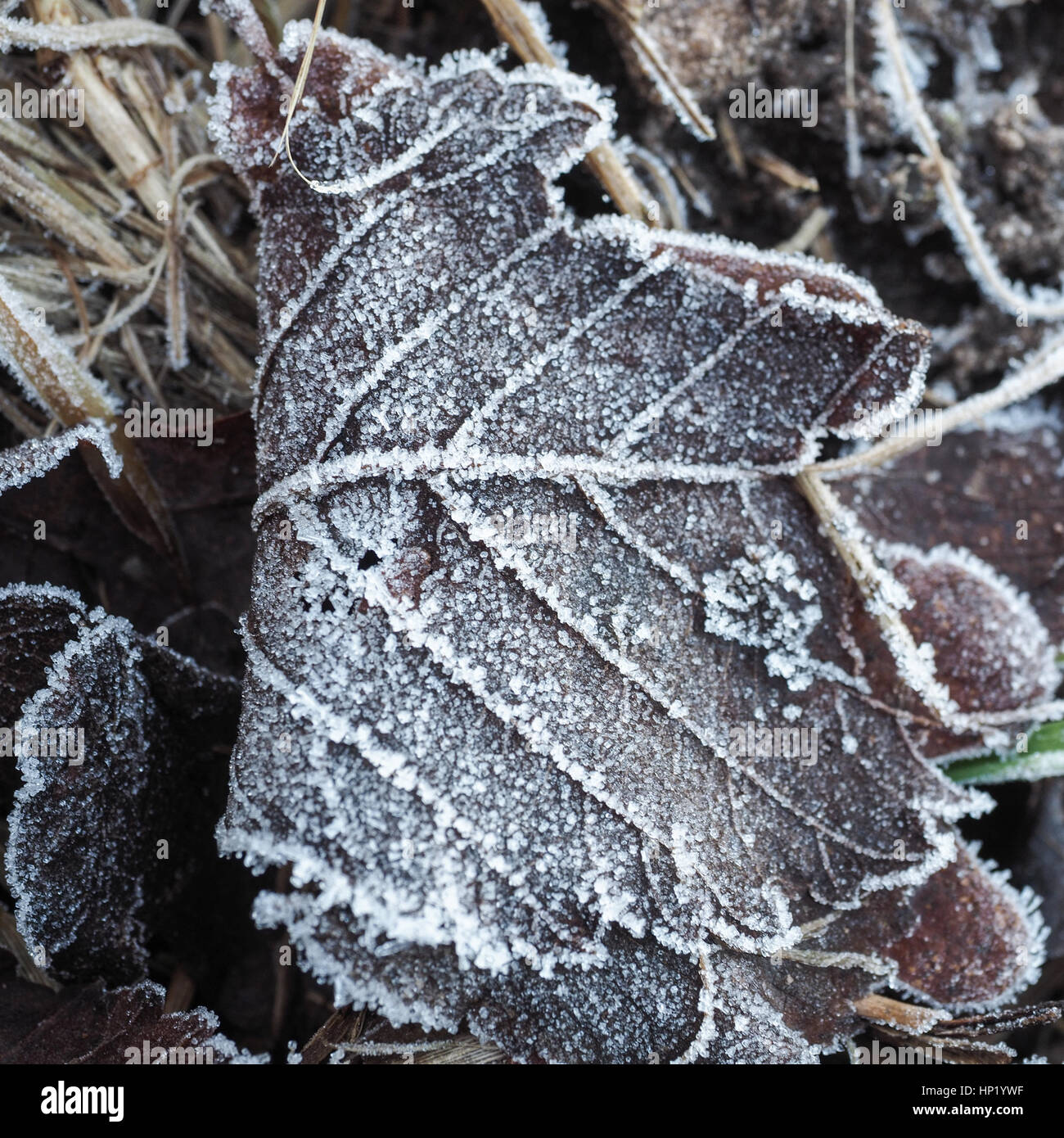 Primo piano di una foglia di congelati con cristalli di ghiaccio Foto Stock