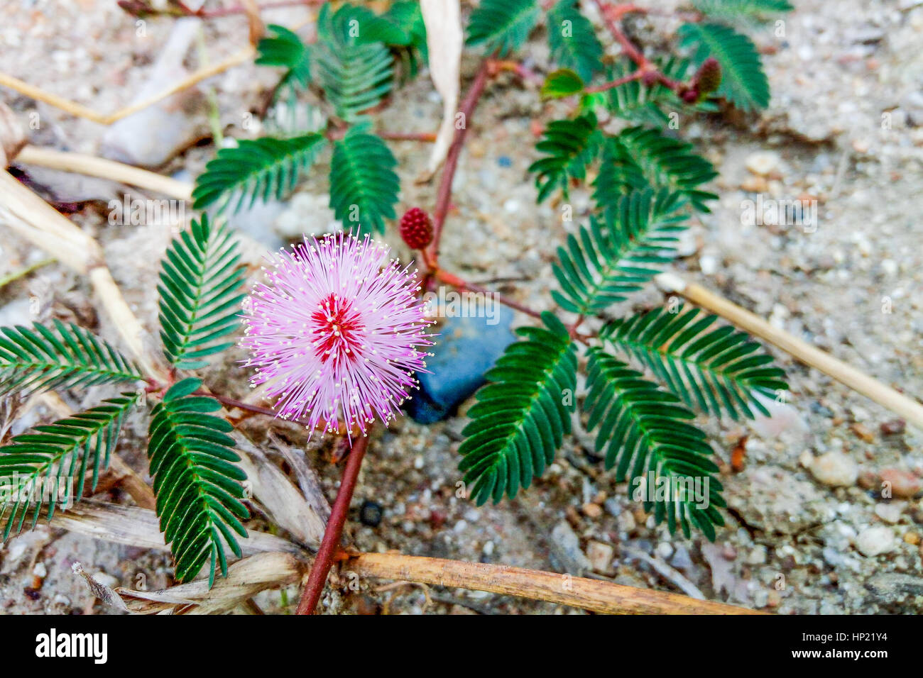 Primo piano di delicati fiori piante, Mimosa Pudica Foto Stock