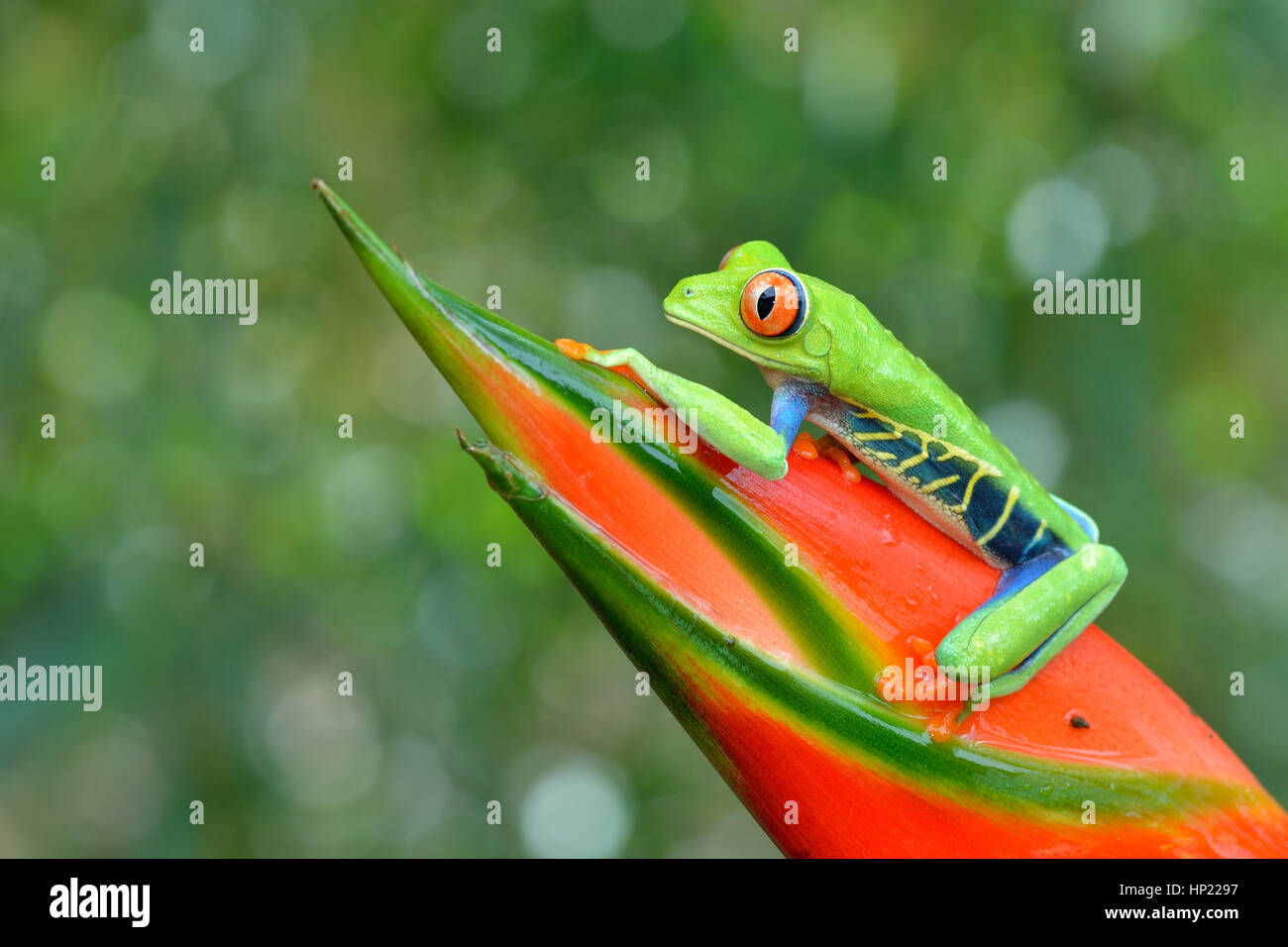 Red-eyed Raganella in Costa Rica rain forest Foto Stock