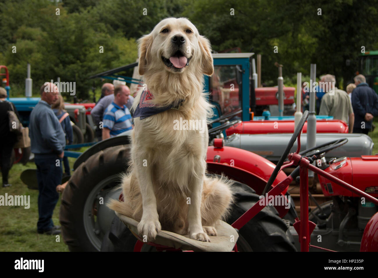 Questo bellissimo cane è stato catturato in un spettacolo agricolo seduto con il suo trattore. Un bel cane con facilità con tutte le attenzioni che stava ricevendo Foto Stock
