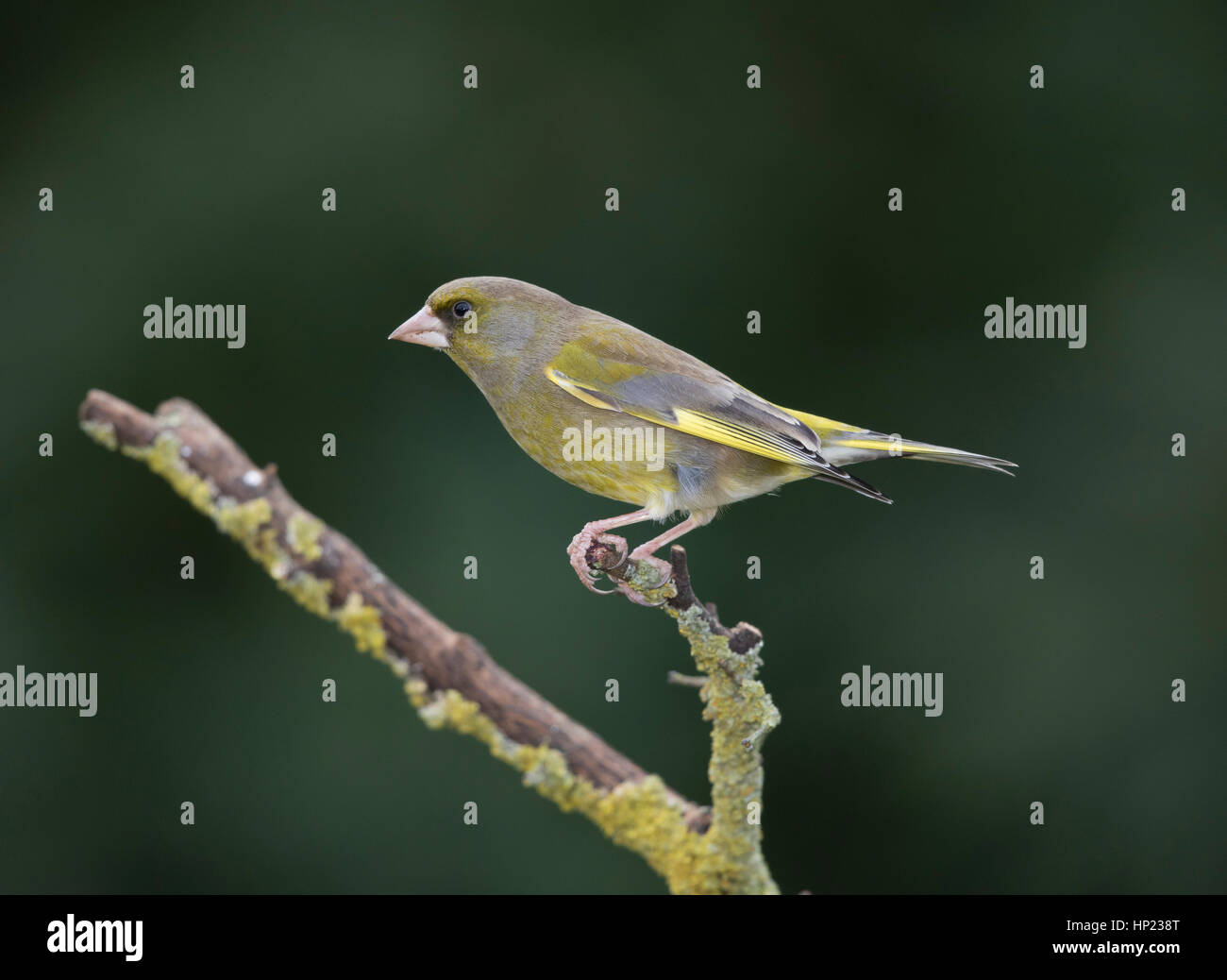 Verdone (Carduelis chloris) su un lichene ramo coperta,l'inverno,il Galles Centrale, 2017 Foto Stock