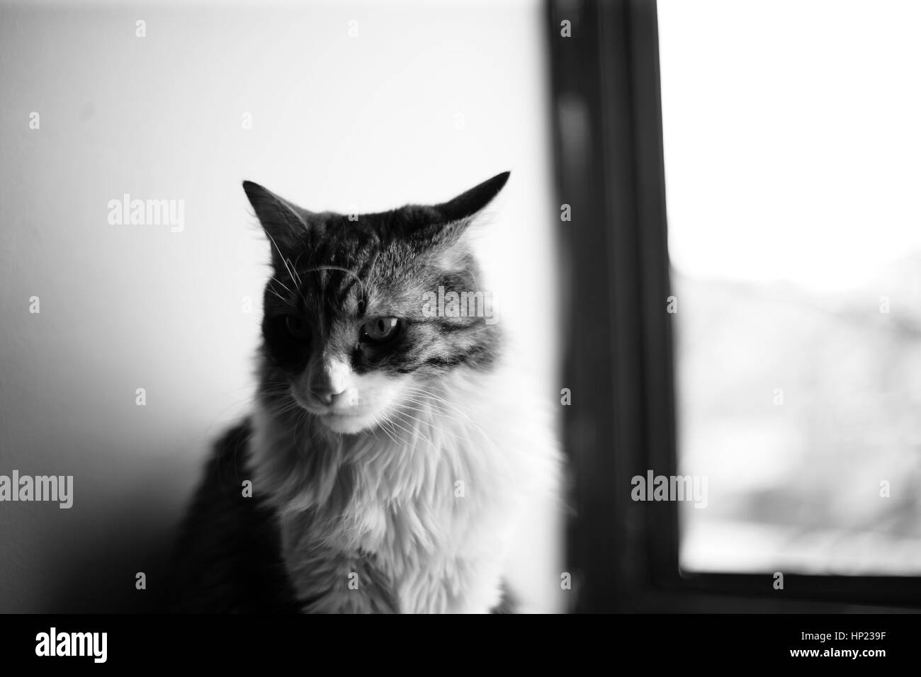 Un ritratto di un lungo pelo gatto con uno sguardo malinconico, seduto su un ripiano di vetro Foto Stock