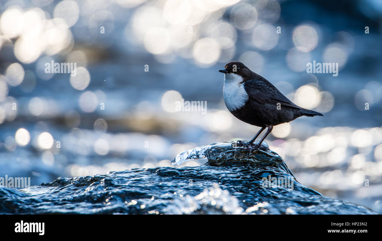 Il bianco-throated bilanciere (Cinclus cinclus) o solo il bilanciere, è un aquatic passerine bird caccia su ghiaccio-roccia vetrata nel flusso con un bel bokeh di fondo Foto Stock