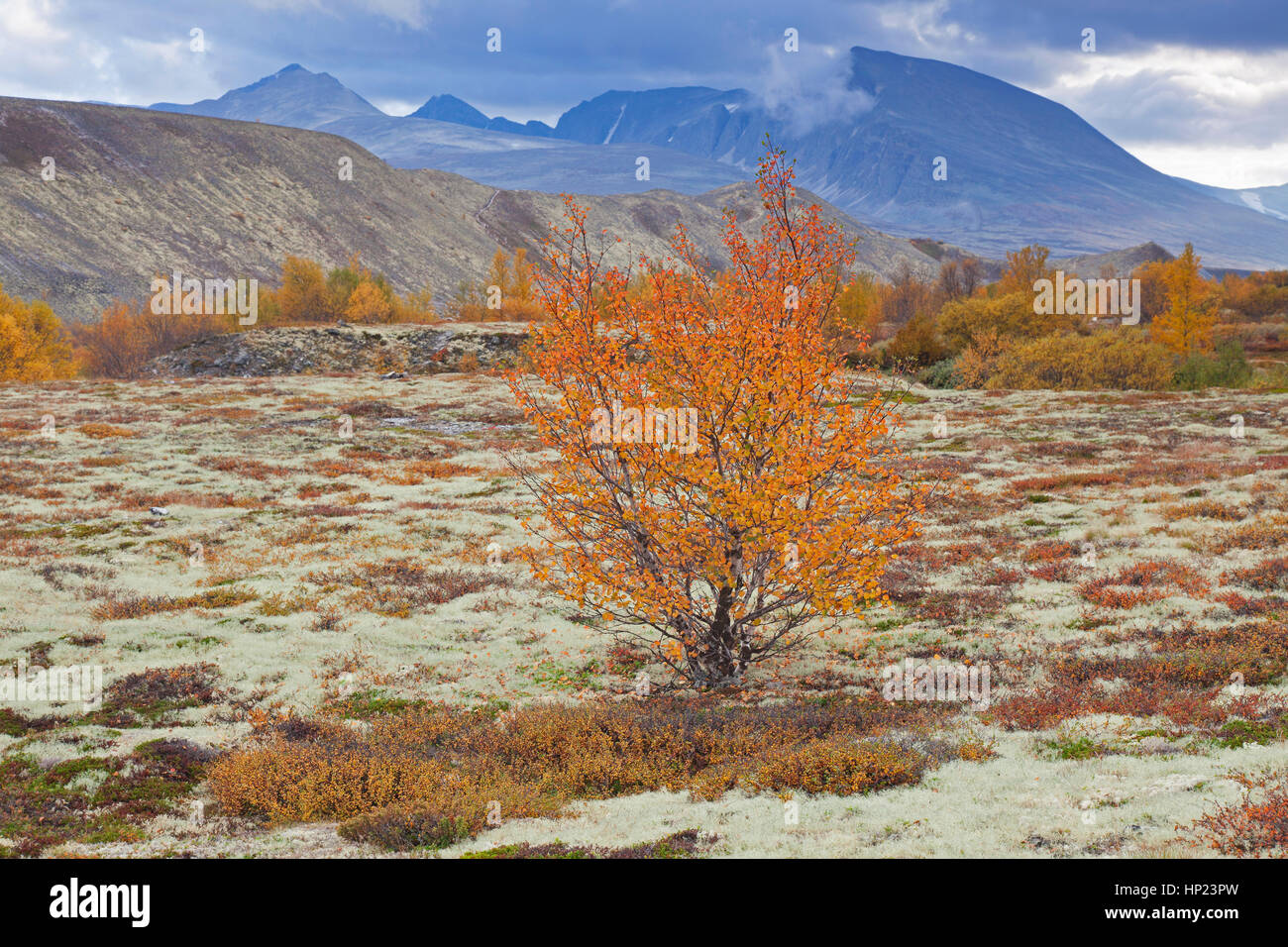 Bianco europeo / betulla betulla pelosa / moor birch (Betula pubescens / betula alba) sulla tundra in autunno, Rondane National Park, Dovre, Norvegia Foto Stock