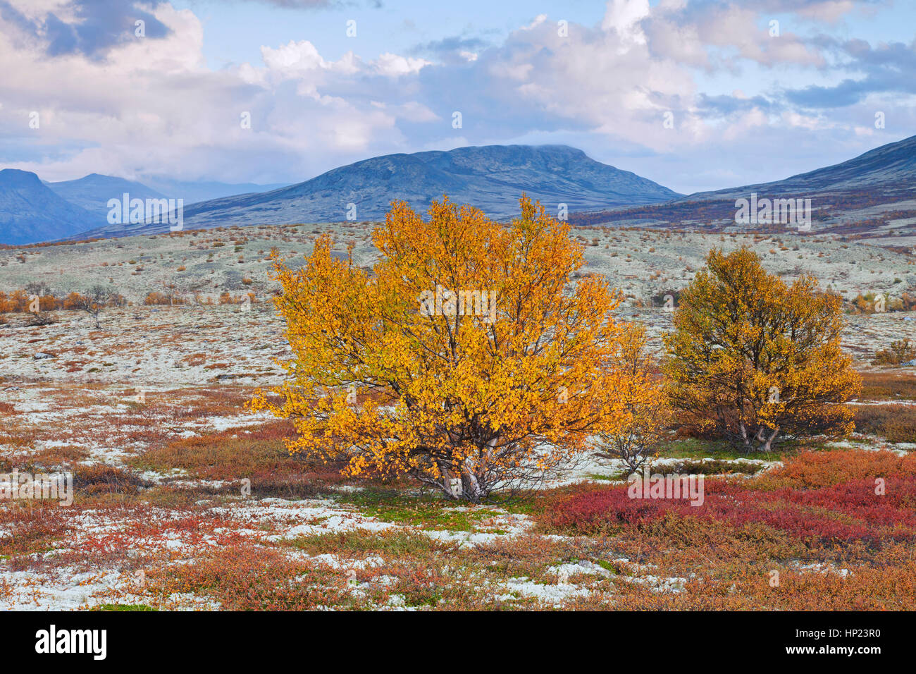 Unione betulle bianche / betulla pelosa / moor birch (Betula pubescens / betula alba) sulla tundra in autunno, Rondane National Park, Dovre, Norvegia Foto Stock
