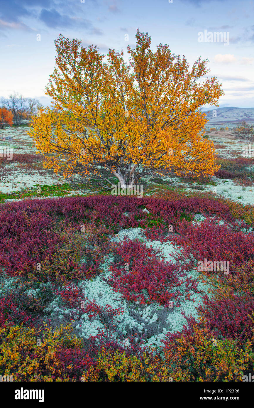 Bianco europeo / betulla betulla pelosa / moor birch (Betula pubescens / betula alba) sulla tundra in autunno, Rondane National Park, Dovre, Norvegia Foto Stock