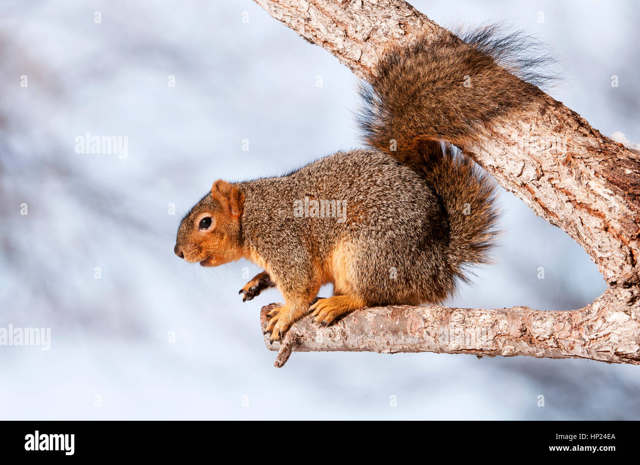 Eastern Fox Squirrel, Idaho Foto Stock