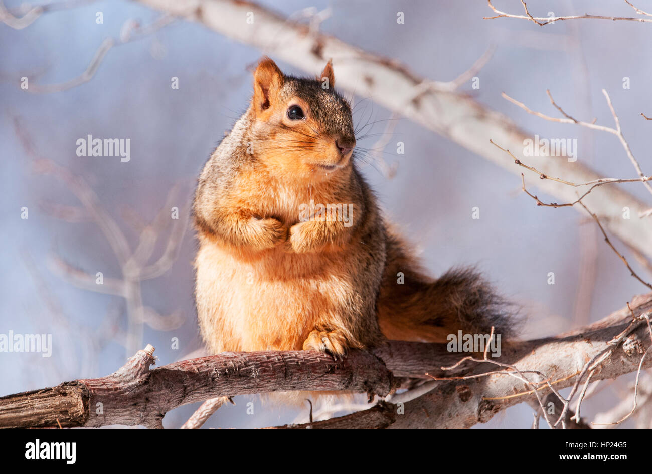 Eastern Fox Squirrel, Idaho Foto Stock