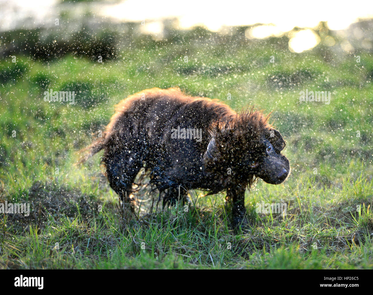 Brown cocker spaniel agitando l'acqua al sole Foto Stock