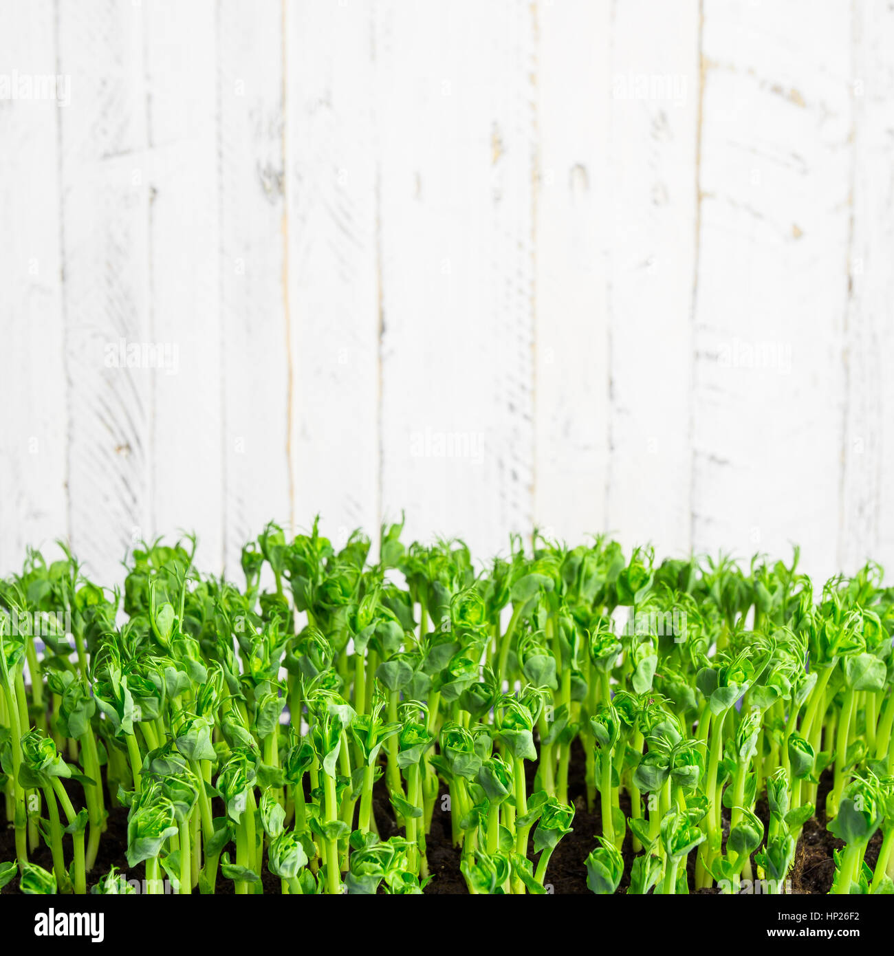 Verde pisello viticcio giovani germogli di piante in contenitore in crescita, piantine contro uno sfondo chiaro Foto Stock