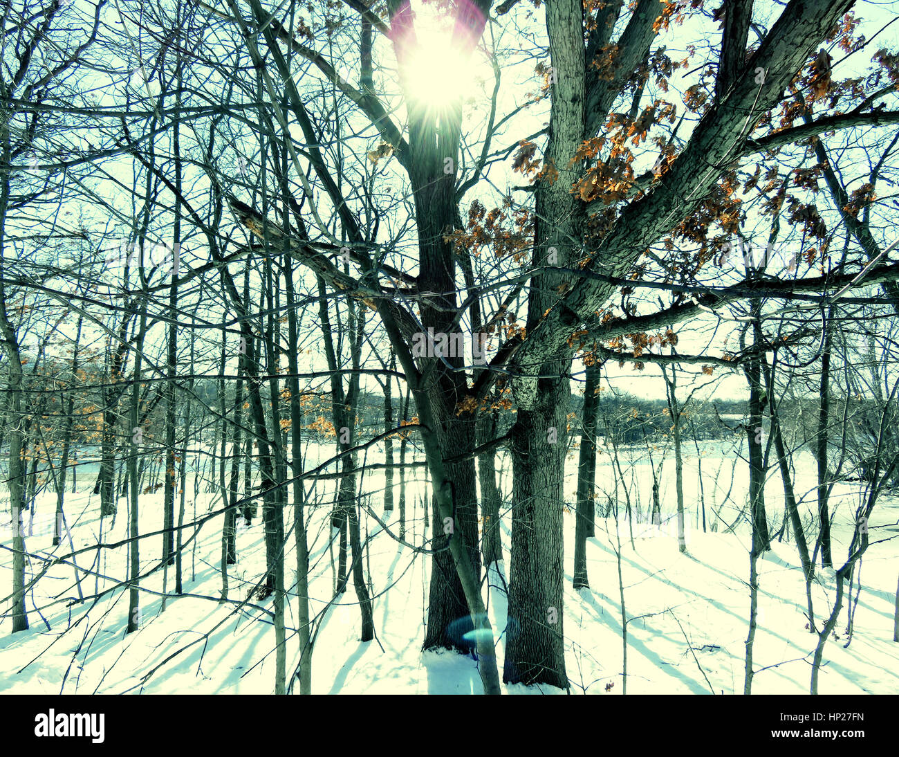 Scena di inverno. Foto Stock