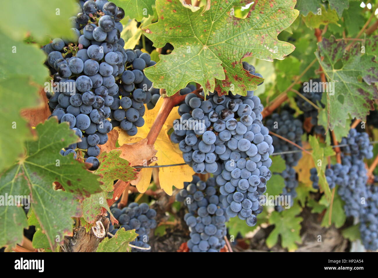 Uva sulla vite, Columbia Valley, Washington Foto Stock