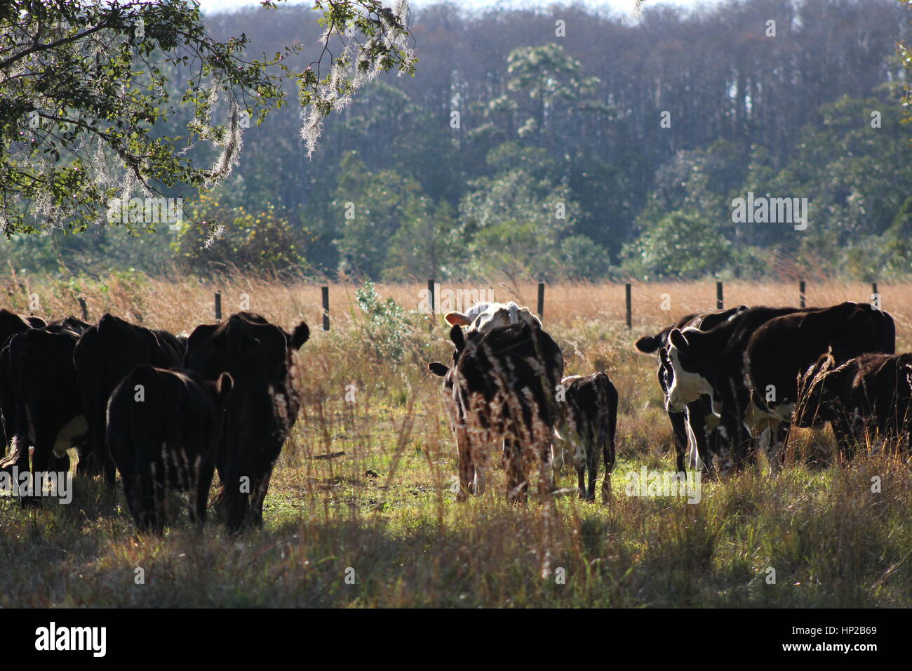 Vacche meritano la libertà di godere della terra terre come bene. Non supportano il maltrattamento delle vacche e fattorie in fabbrica. Foto Stock