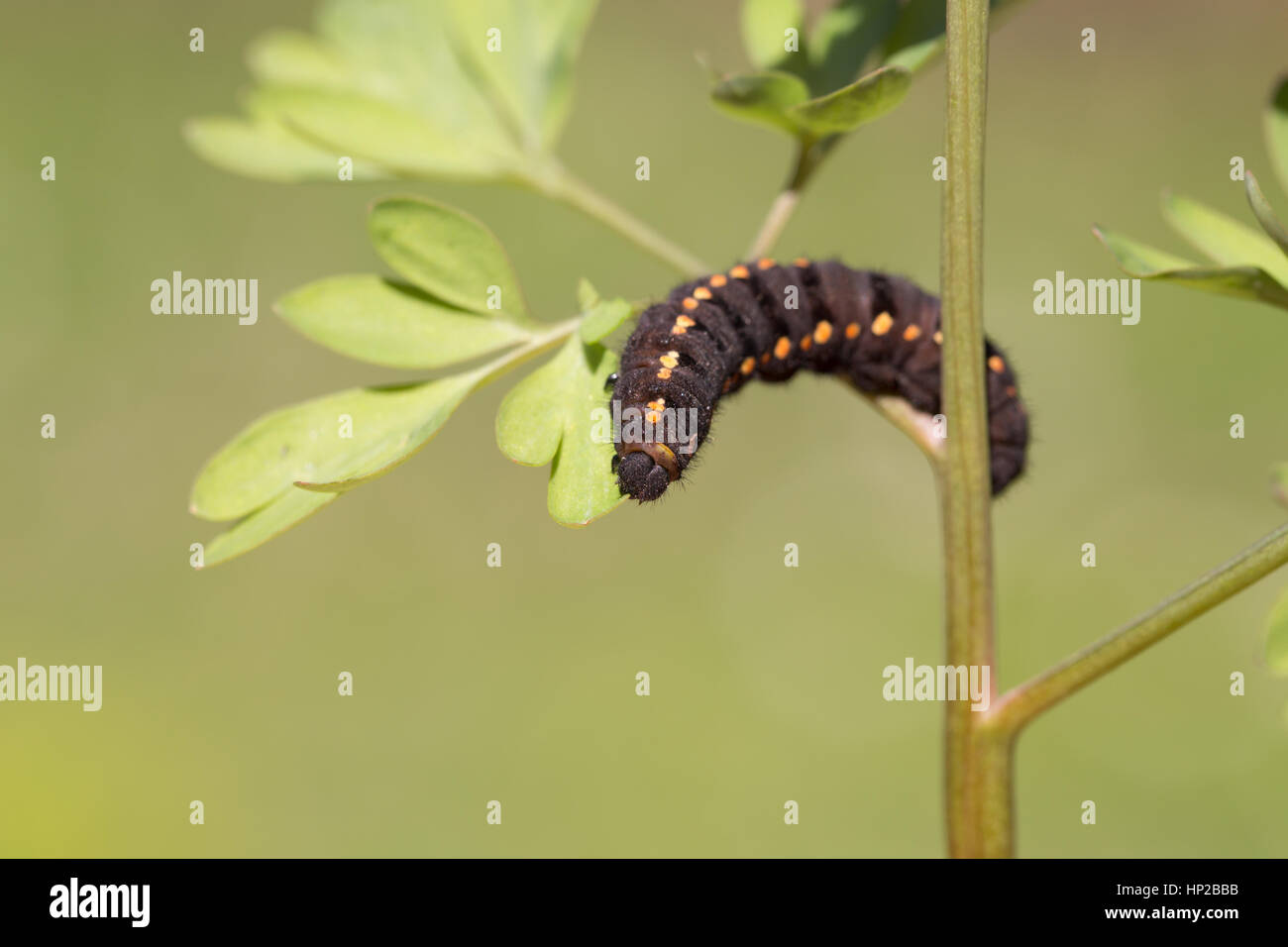 Offuscato apollo caterpillar Foto Stock