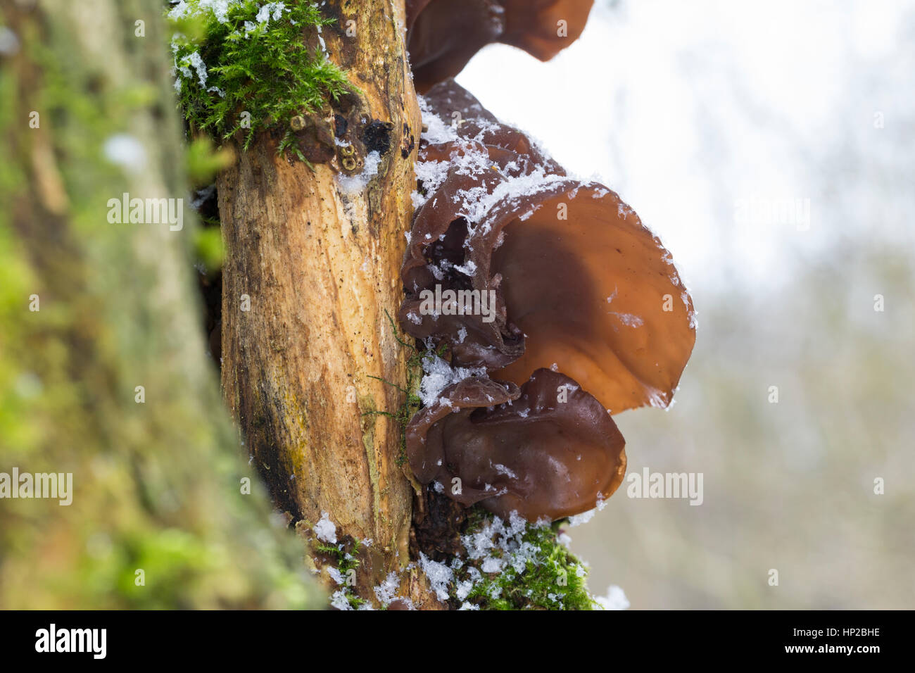 Judasohr, Ohrlappenpilz, Holunderschwamm, Judas-Ohr, Ohrlappen-Pilz, Holunder-Schwamm, Holunderpilz, Mu-Err, Auricularia padiglione auricolare-judae, Hirneola auri Foto Stock