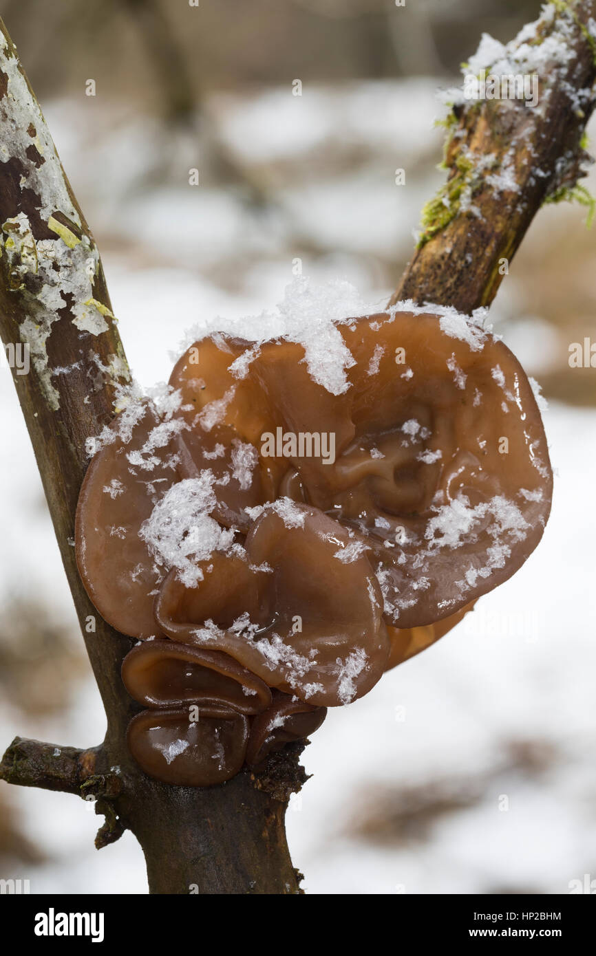 Judasohr, Ohrlappenpilz, Holunderschwamm, Judas-Ohr, Ohrlappen-Pilz, Holunder-Schwamm, Holunderpilz, Mu-Err, Auricularia padiglione auricolare-judae, Hirneola auri Foto Stock