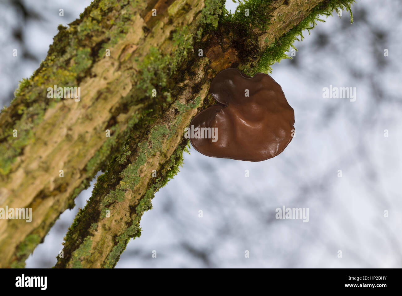 Judasohr, Ohrlappenpilz, Holunderschwamm, Judas-Ohr, Ohrlappen-Pilz, Holunder-Schwamm, Holunderpilz, Mu-Err, Auricularia padiglione auricolare-judae, Hirneola auri Foto Stock